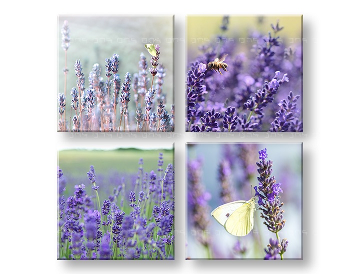E-shop Obraz na stenu Lavender dream