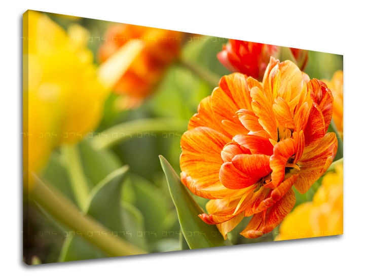E-shop Obraz na stenu KVETY KV001E11 - 40x60 cm