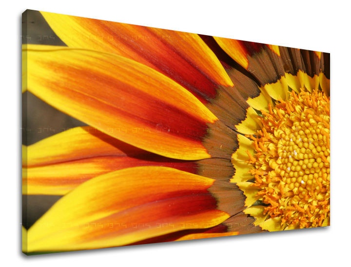 E-shop Obraz na stenu KVETY KV005E11 - 100x150 cm