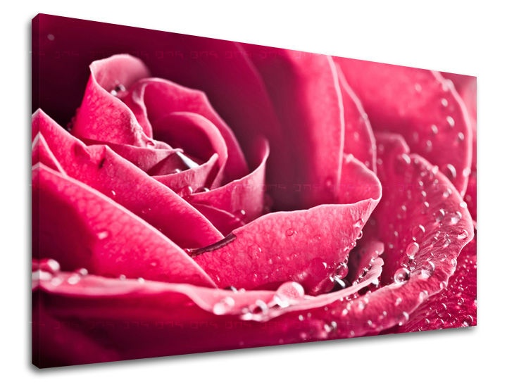 E-shop Obraz na stenu KVETY KV008E11 - 60x90 cm
