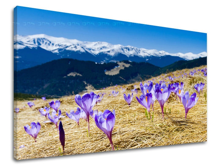 E-shop Obraz na stenu KVETY KV017E11 - 60x90 cm