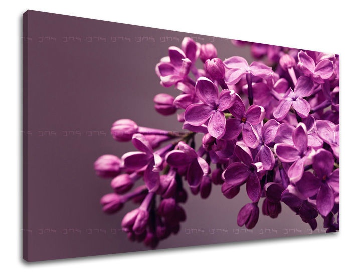 E-shop Obraz na stenu KVETY KV020E11 - 40x60 cm