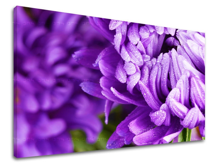 E-shop Obraz na stenu KVETY KV022E11 - 100x150 cm