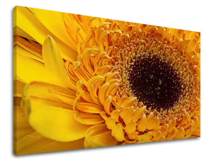 E-shop Obraz na stenu KVETY KV023E11 - 20x30 cm