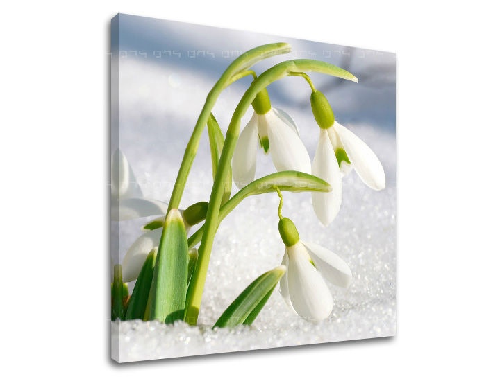 E-shop Obraz na stenu KVETY KV024E12 - 90x90 cm