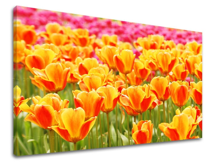 E-shop Obraz na stenu KVETY KV025E11 - 60x90 cm