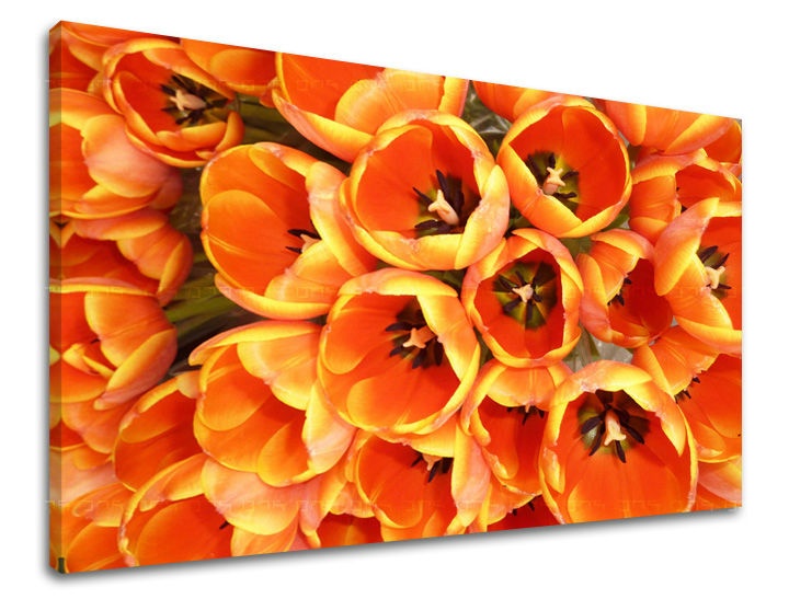 Levně Nástěnná malba KVĚTY TULIPÁNY KV026E11