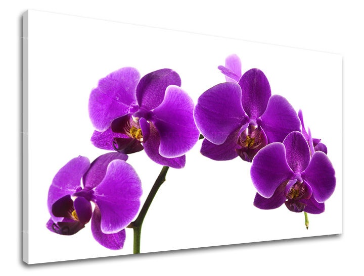 E-shop Obraz na stenu KVETY KV028E11 - 30x40 cm