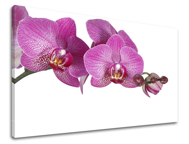 E-shop Obraz na stenu KVETY KV031E11 - 30x40 cm