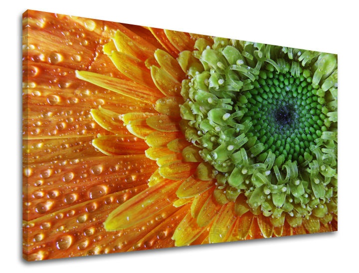 E-shop Obraz na stenu KVETY KV037E11 - 60x90 cm