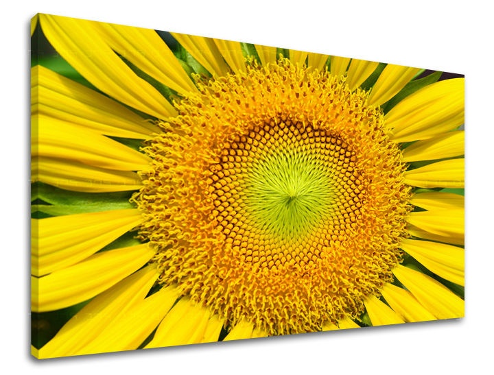 E-shop Obraz na stenu KVETY KV039E11 - 60x90 cm
