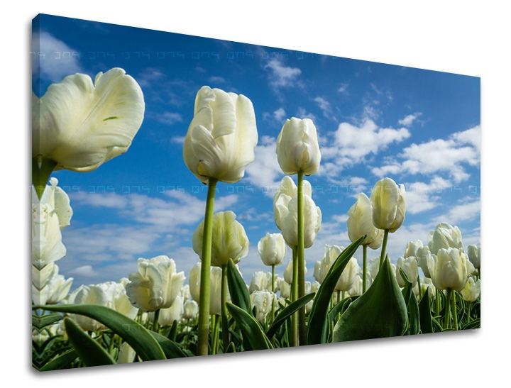 Levně Nástěnná malba KVĚTINY TULIPÁNY KV040E11