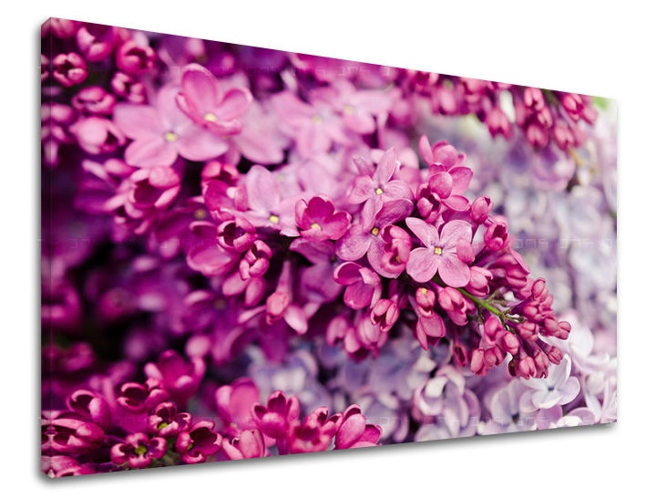 E-shop Obraz na stenu KVETY KV048E11 - 60x90 cm