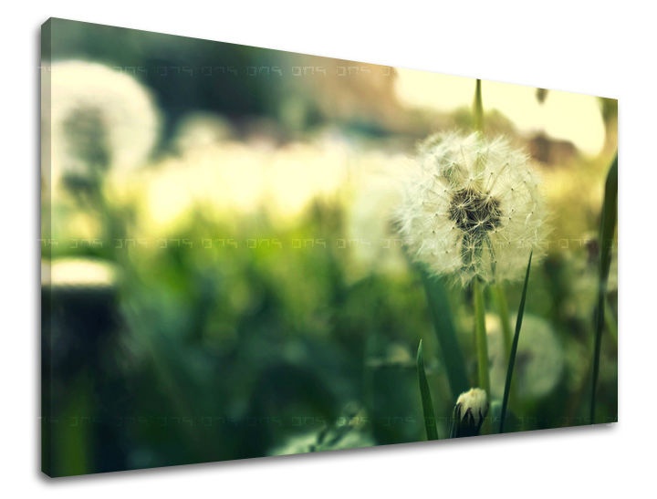E-shop Obraz na stenu KVETY KV051E11 - 100x150 cm
