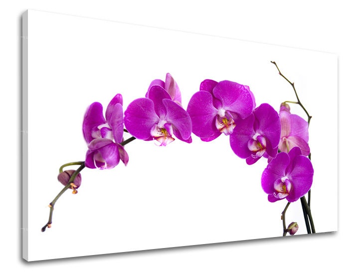 E-shop Obraz na stenu KVETY KV052E11 - 40x60 cm