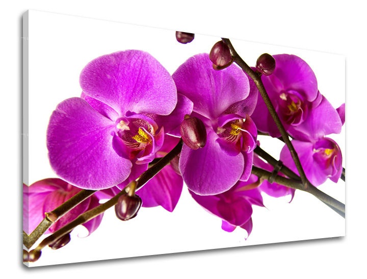 E-shop Obraz na stenu KVETY KV053E11 - 20x30 cm