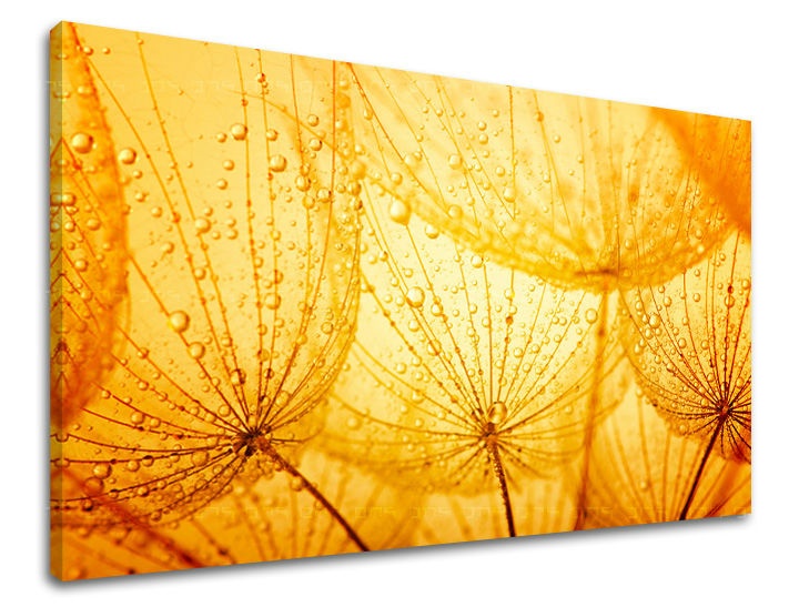 E-shop Obraz na stenu KVETY KV059E11 - 60x90 cm