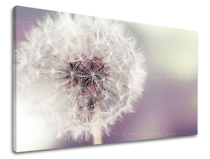 E-shop Obraz na stenu KVETY KV065E11 - 60x90 cm