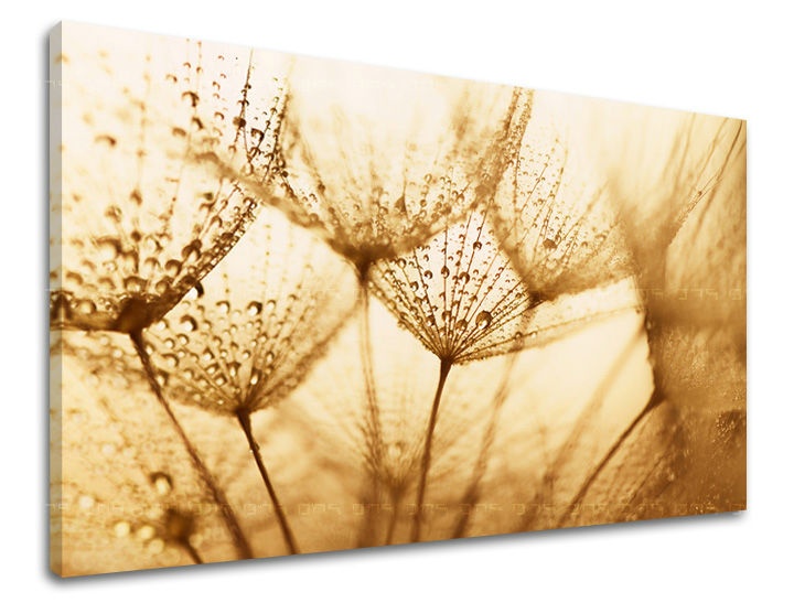 E-shop Obraz na stenu KVETY KV071E11 - 20x30 cm