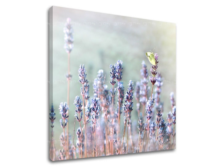 E-shop Obraz na stenu KVETY KV077E12 - 70x70 cm