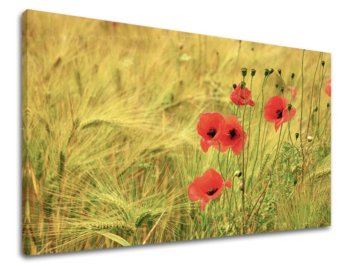 E-shop Obraz na stenu KVETY KV080E11 - 60x90 cm