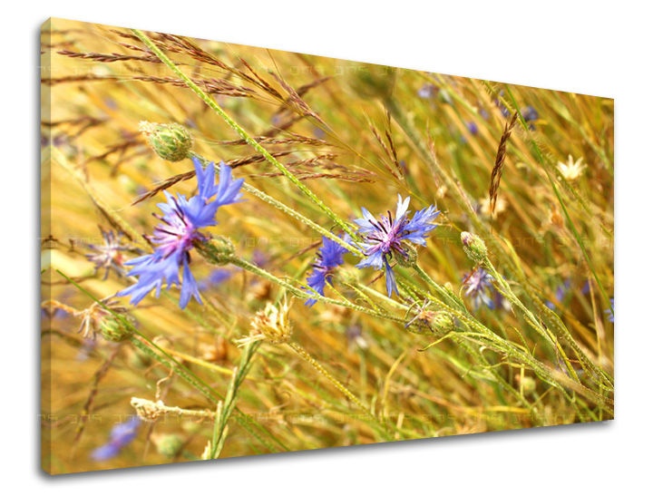 E-shop Obraz na stenu KVETY KV082E11 - 60x90 cm