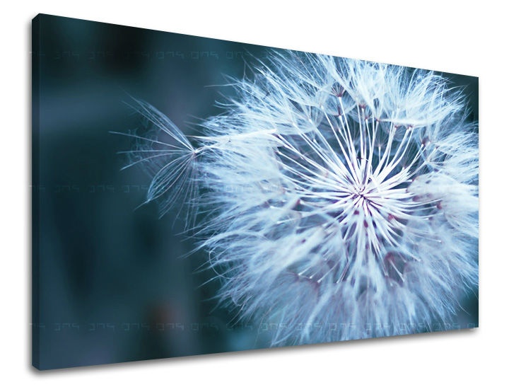 E-shop Obraz na stenu KVETY KV086E11 - 30x40 cm