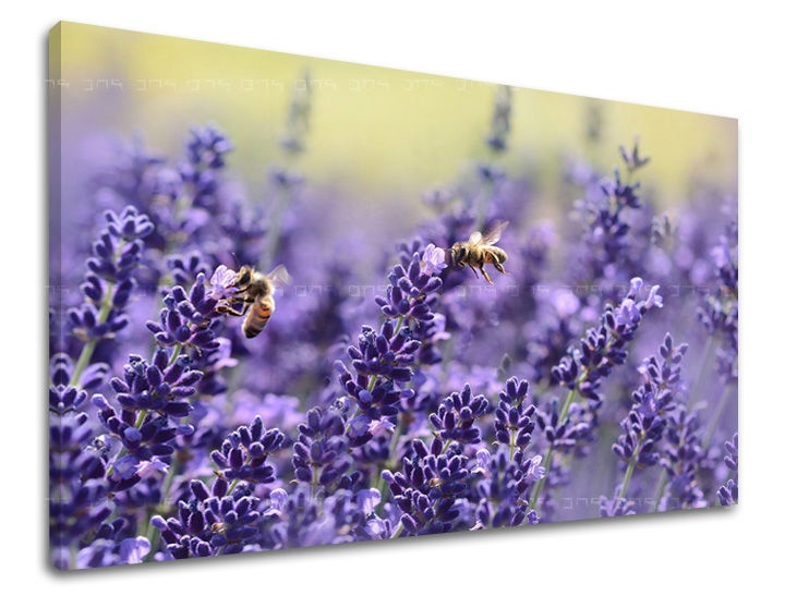 E-shop Obraz na stenu KVETY KV091E11 - 40x60 cm