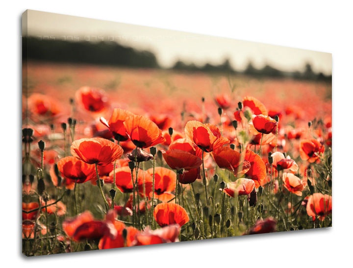 E-shop Obraz na stenu KVETY KV097E11 - 30x40 cm