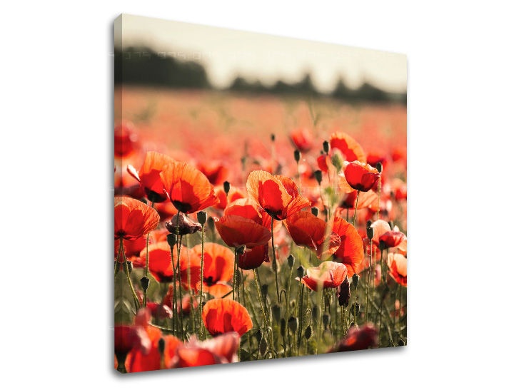 E-shop Obraz na stenu KVETY KV097E12 - 90x90 cm