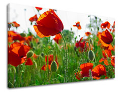 E-shop Obraz na stenu KVETY MAKY Zľava 60 % 120x80 cm