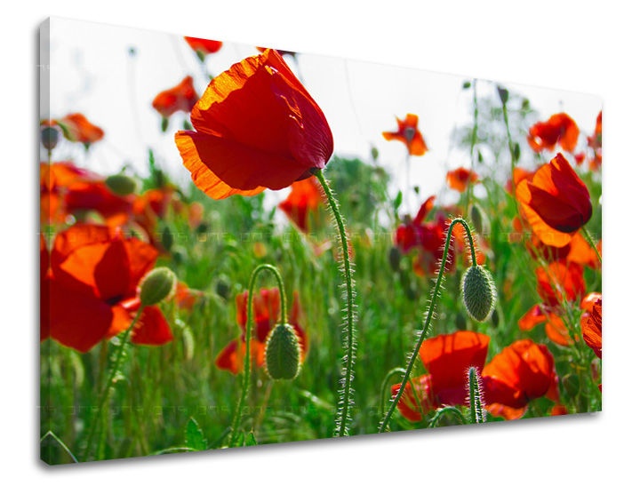 E-shop Obraz na stenu KVETY MAKY XOBKV102E11 - 20x30 cm
