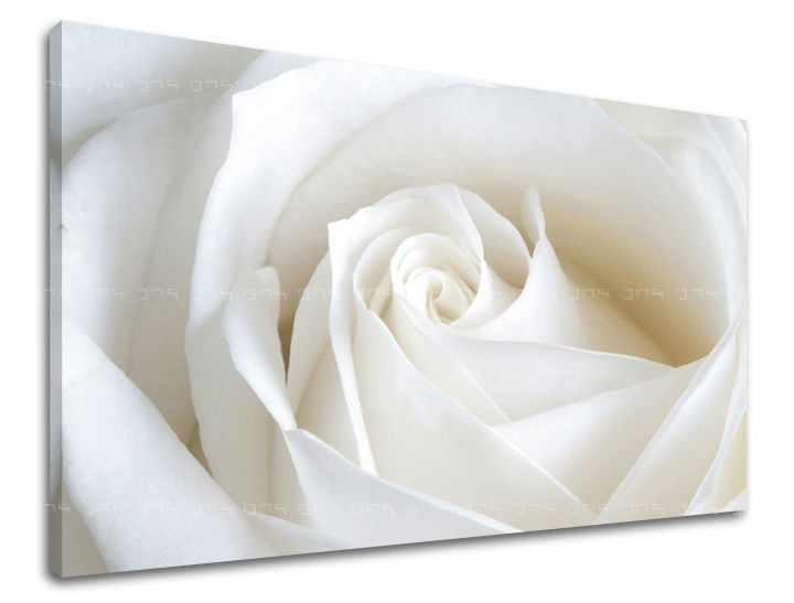 E-shop Obraz na stenu KVETY RUŽE XOBKV103E11 - 40x60 cm