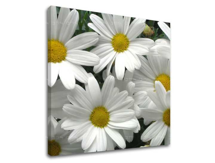 E-shop Obraz na stenu KVETY XOBKV106E12 - 50x50 cm