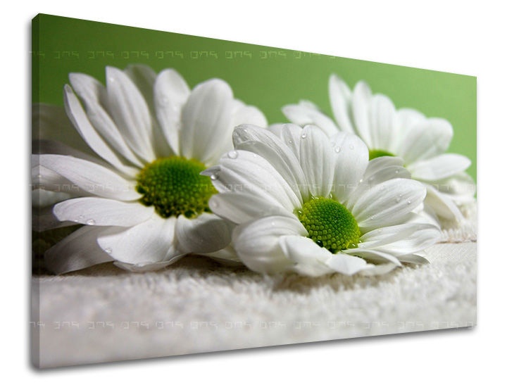 E-shop Obraz na stenu KVETY XOBKV111E11 - 40x60 cm