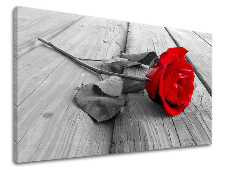 E-shop Obraz na stenu KVETY RUŽE XOBKV115E11 - 20x30 cm