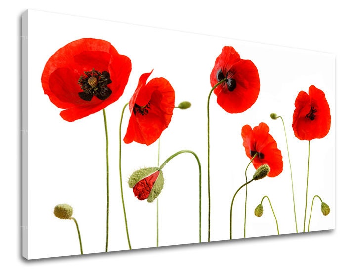 E-shop Obraz na stenu KVETY MAKY XOBKV117E11 - 60x90 cm