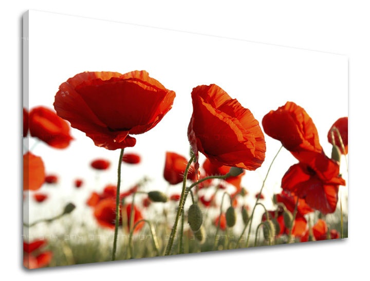 E-shop Obraz na stenu KVETY MAKY XOBKV118E11 - 100x150 cm