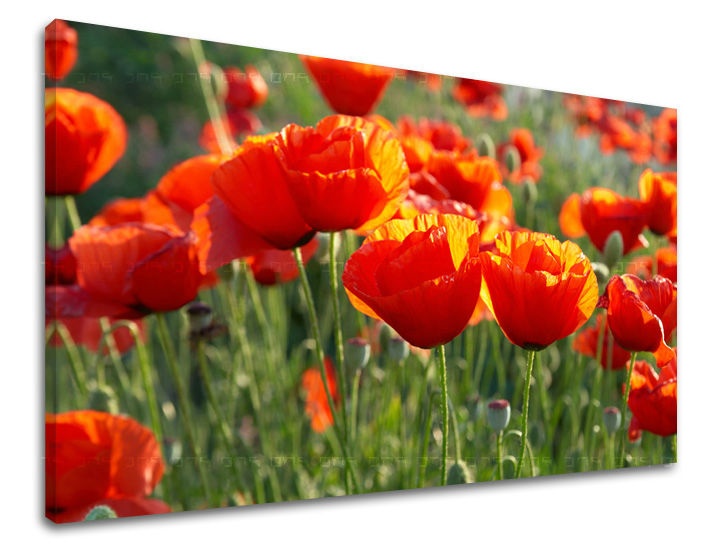 Levně Nástěnná malba FLOWERS MAKY XOBKV119E11