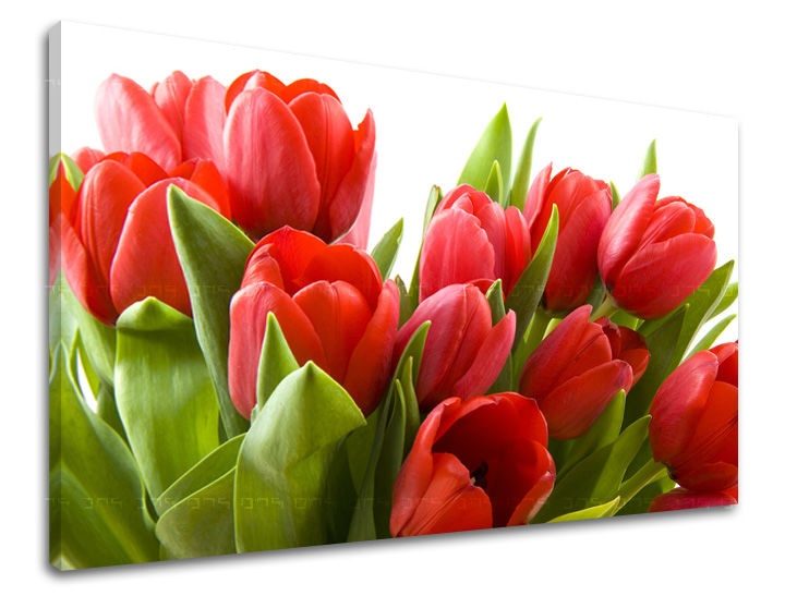 Levně Nástěnná malba KVĚTINY TULIPÁNY XOBKV120E11