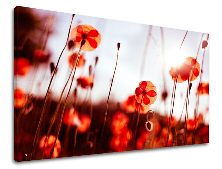 E-shop Obraz na stenu KVETY MAKY XOBKV121E11 - 60x90 cm