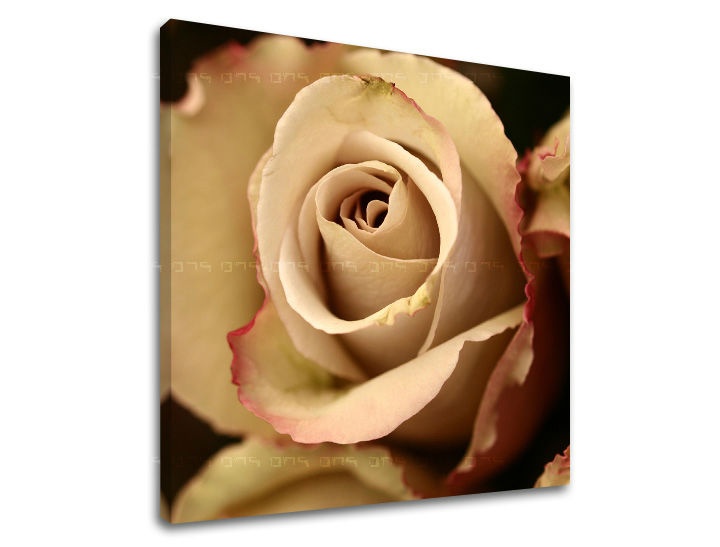 E-shop Obraz na stenu KVETY XOBKV124E12 - 60x60 cm