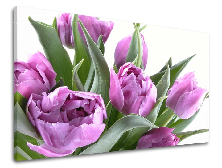 E-shop Obraz na stenu KVETY TULIPÁNY XOBKV131E11 - 40x60 cm