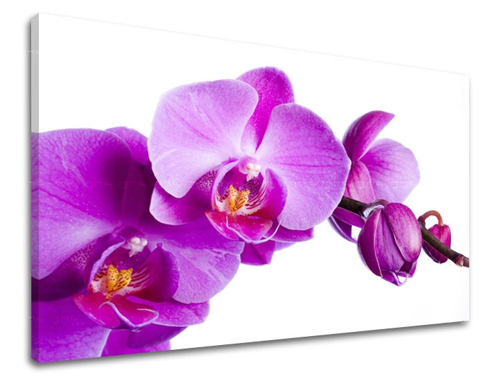 E-shop Obraz na stenu KVETY XOBKV135E11 - 60x90 cm