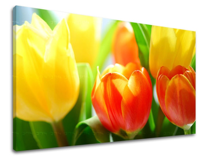 E-shop Obraz na stenu KVETY TULIPÁNY XOBKV140E11 - 20x30 cm