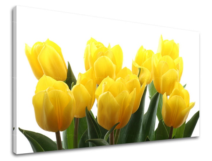 Levně Nástěnná malba KVĚTINY TULIPÁNY XOBKV141E11
