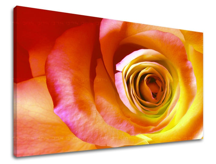 E-shop Obraz na stenu KVETY RUŽE XOBKV142E11 - 20x30 cm