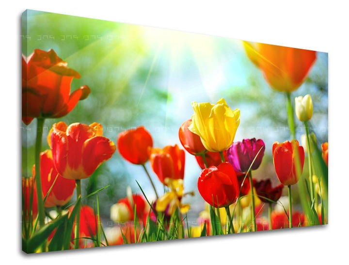 E-shop Obraz na stenu KVETY TULIPÁNY XOBKV145E11 - 20x30 cm