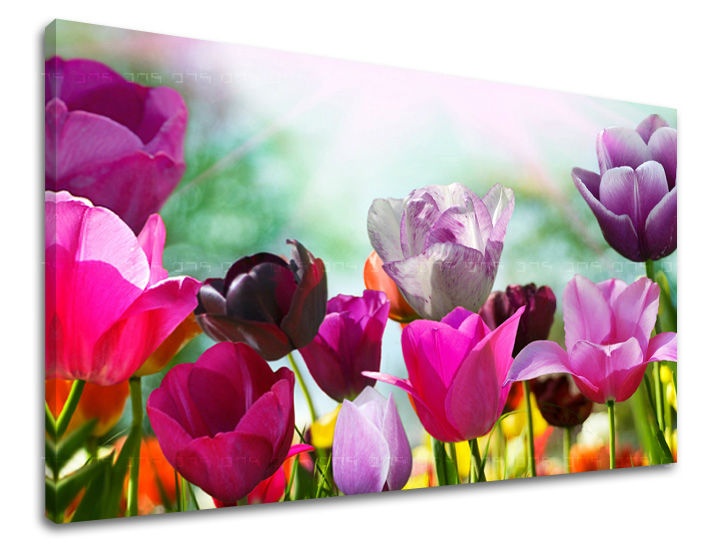 E-shop Obraz na stenu KVETY TULIPÁNY