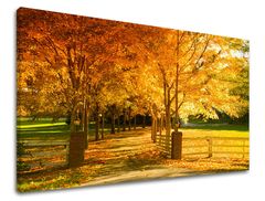 E-shop Obraz na stenu STROMY 80x120 cm